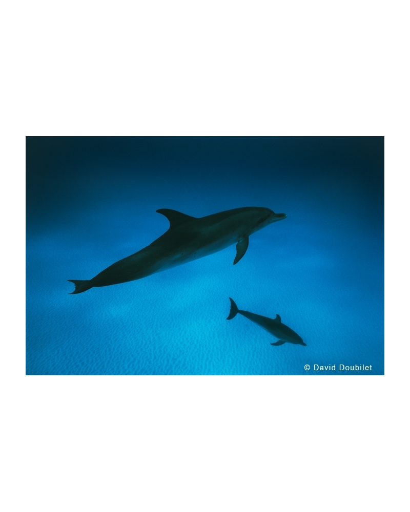 DD03 Spotted dolphins