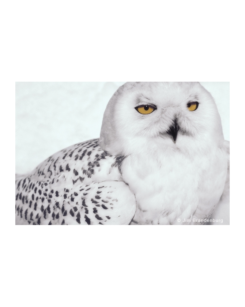 AR10 Snowy Owl