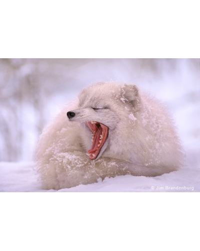 AR11 Arctic fox yawn