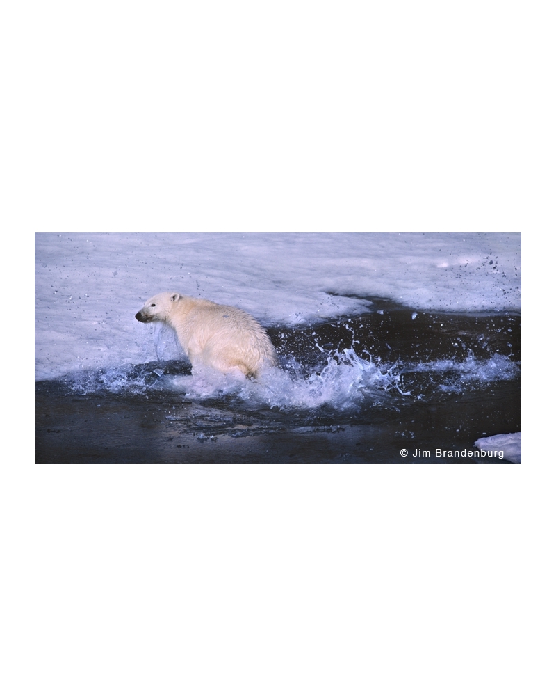 AR21 Polar bear