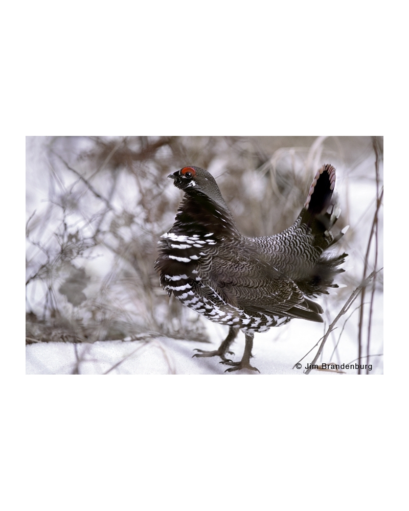 NW629 Spruce grouse in snow