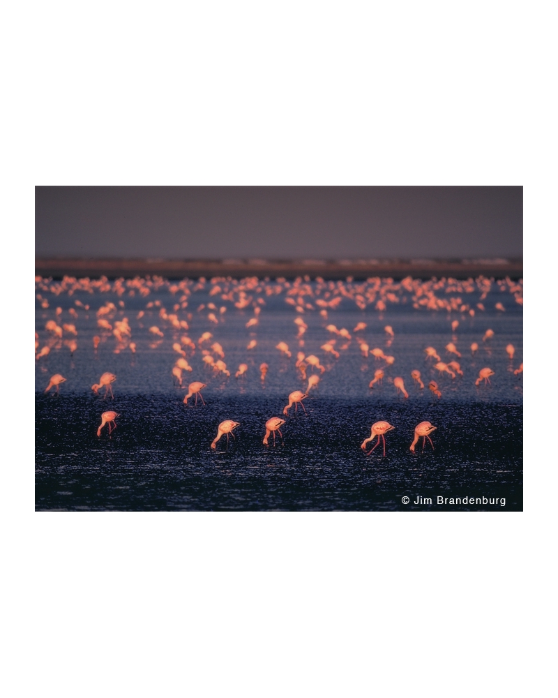 M481 Flamingos group