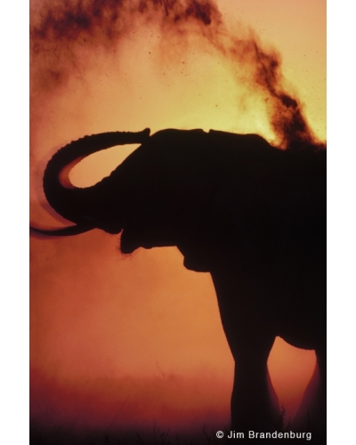 M498 Elephant dusting at sunset, Namibia