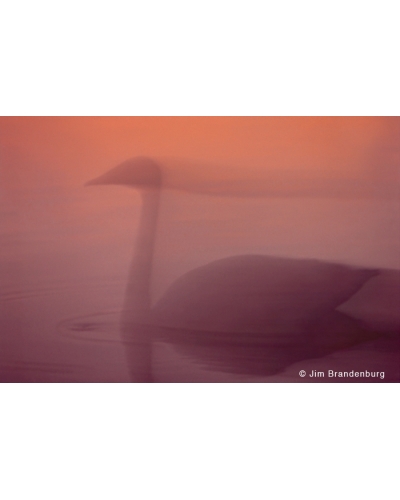 P628 Swan