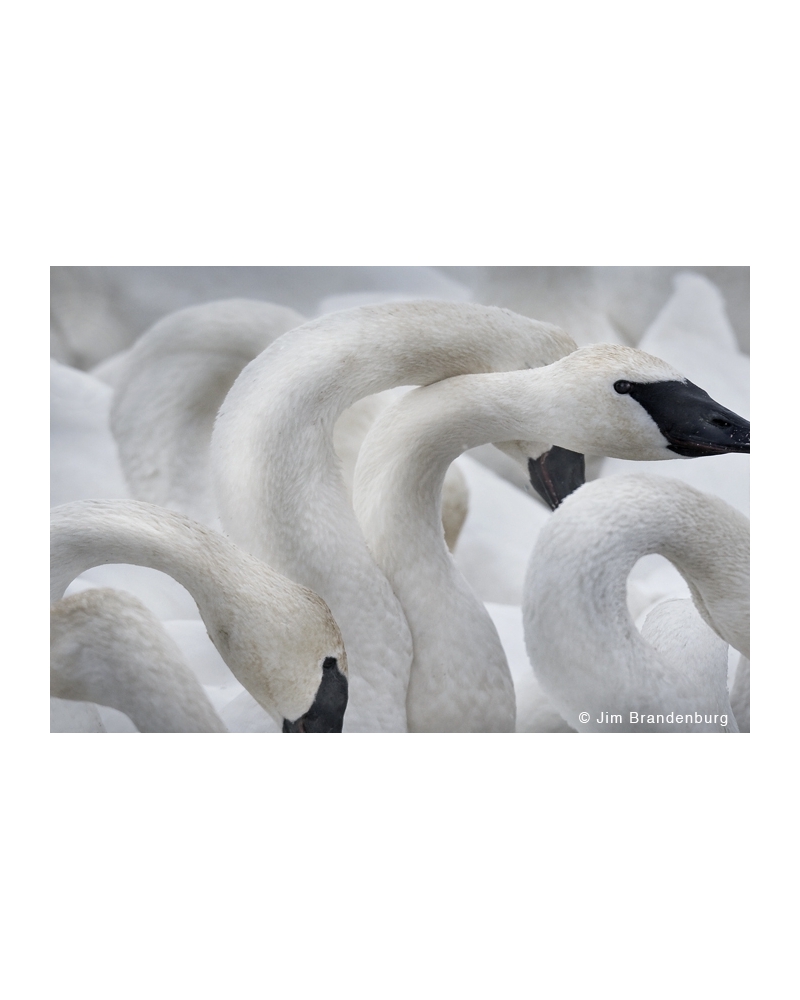 P741 Swans necks