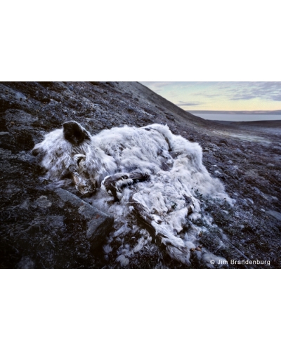 W195 Dead arctic wolf