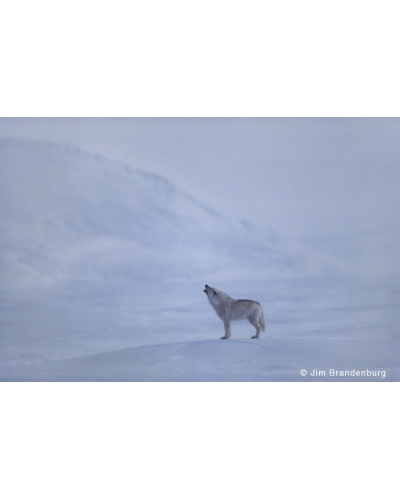 WW18 Lone arctic wolf howls