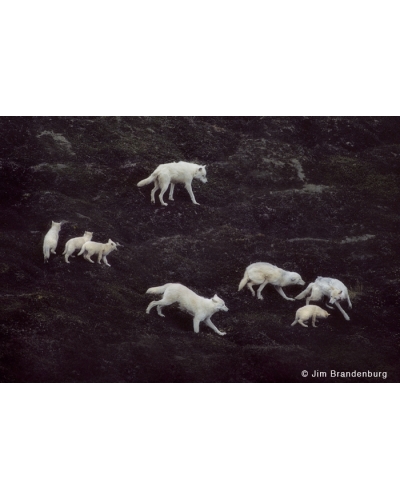 WW55 Arctic wolves play