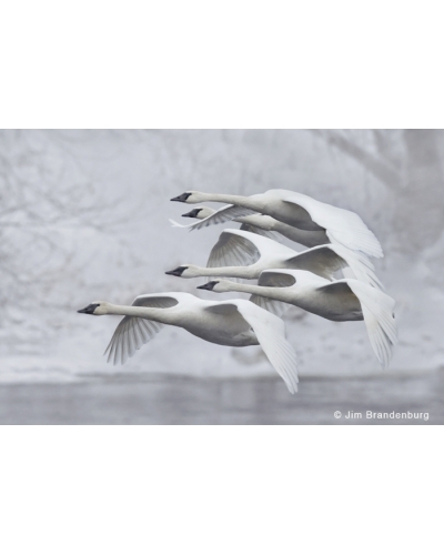 P Five swans flying over Mississippi river