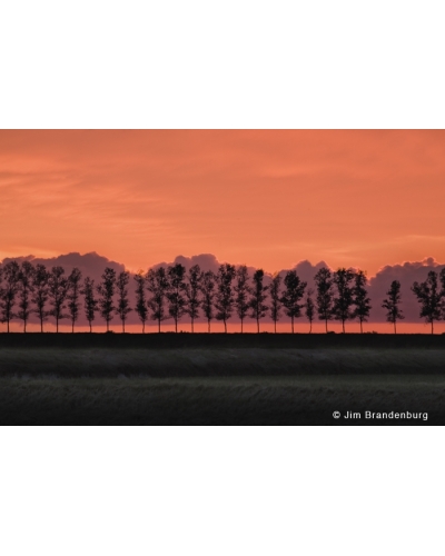 JBF175 Line of trees at sunset