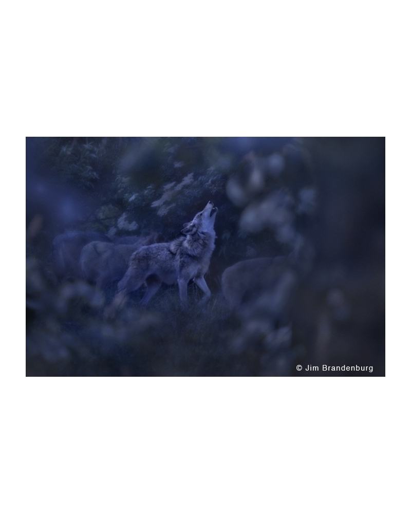 JBF189 French wolf howls