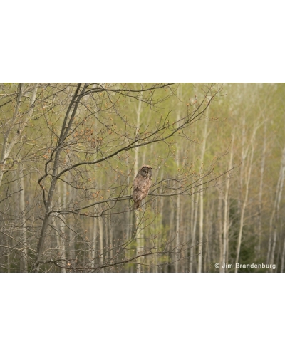 NW664 Great Grey Owl