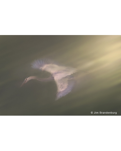 NW692 Descending Great Blue Heron