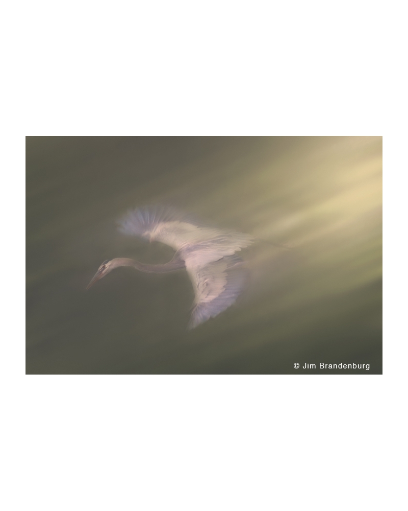 NW692 Descending Great Blue Heron