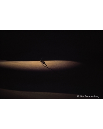 M Oryx on Namib Desert