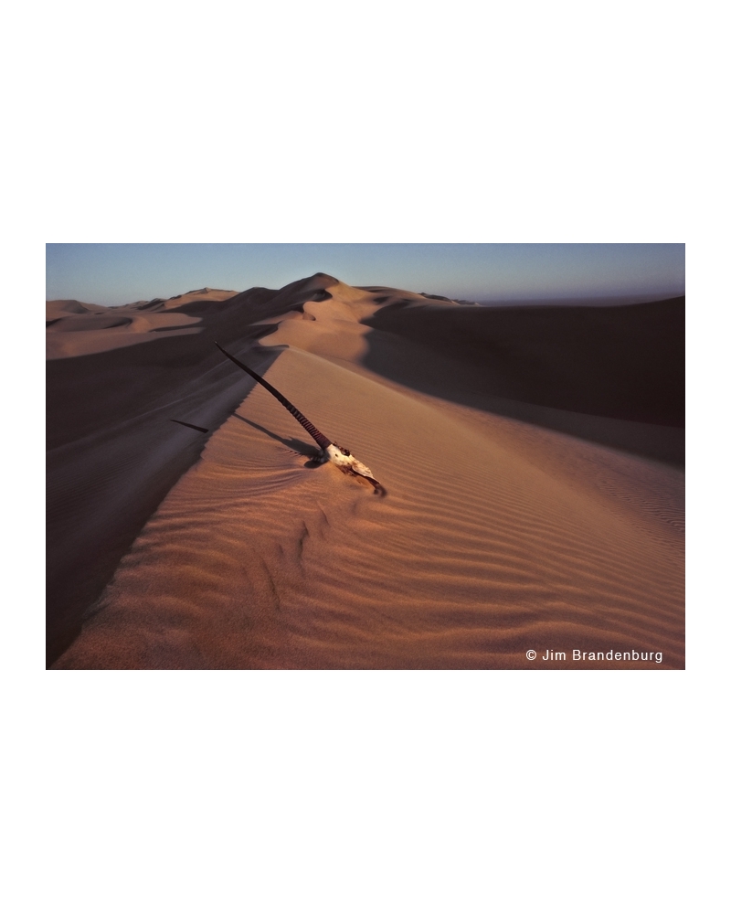M Oryx Skull on Namib Desert