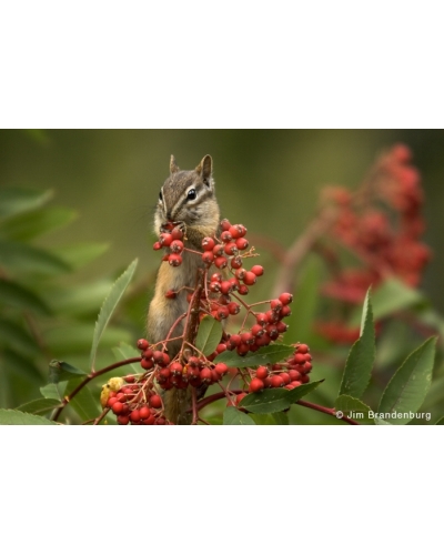 NW661 Chipmunk on mountain ashberries