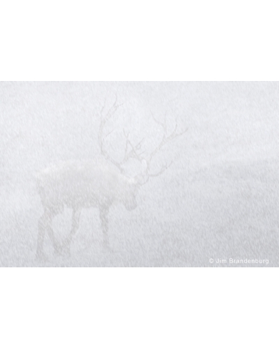 NW Woodland Caribou in snowfall