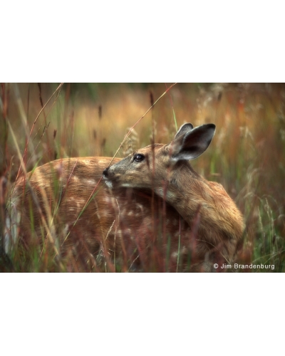 P636 Deer fawn in grass