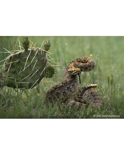 P711 Rattlesnake with cactus