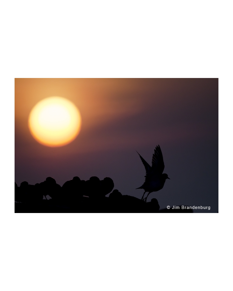 JBF Shore bird sunset