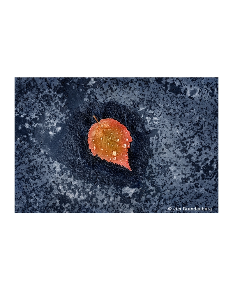 SP10 Leaf on slate rock