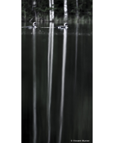 VMSOV54 Black-throated loons, Kolovesi Lake, Finland.