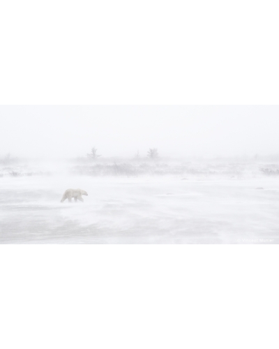 VMSOH4 Polar bear, Churchill, Manitoba, Canada.