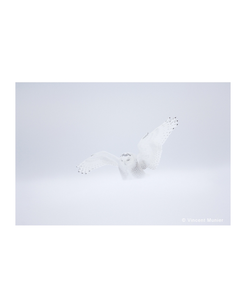 VMCA1582 Snowy owl