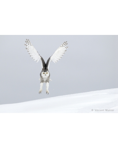 VMCA143 Snowy owl