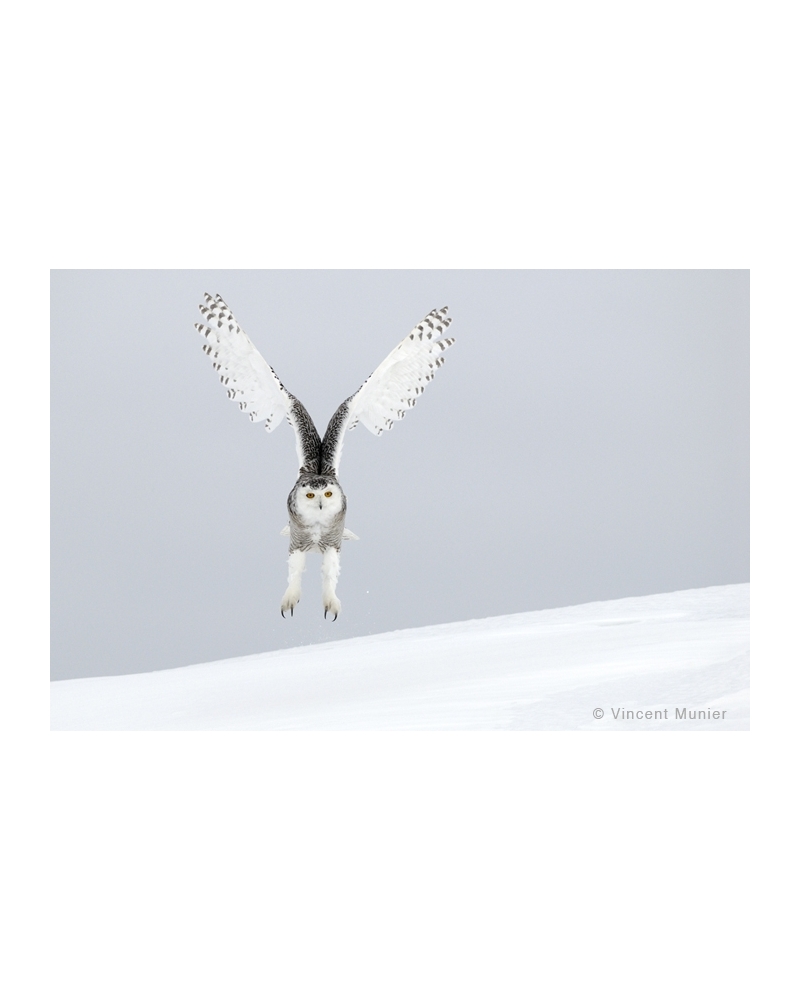 VMCA143 Snowy owl