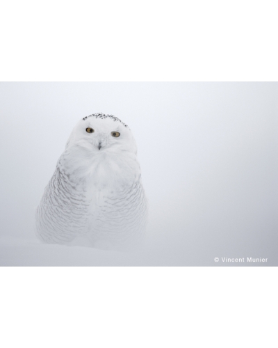 VMCA1142 Snowy owl