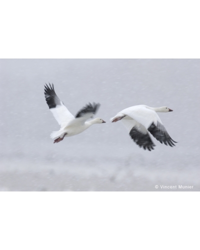 VMUS1311041650 Snow geese