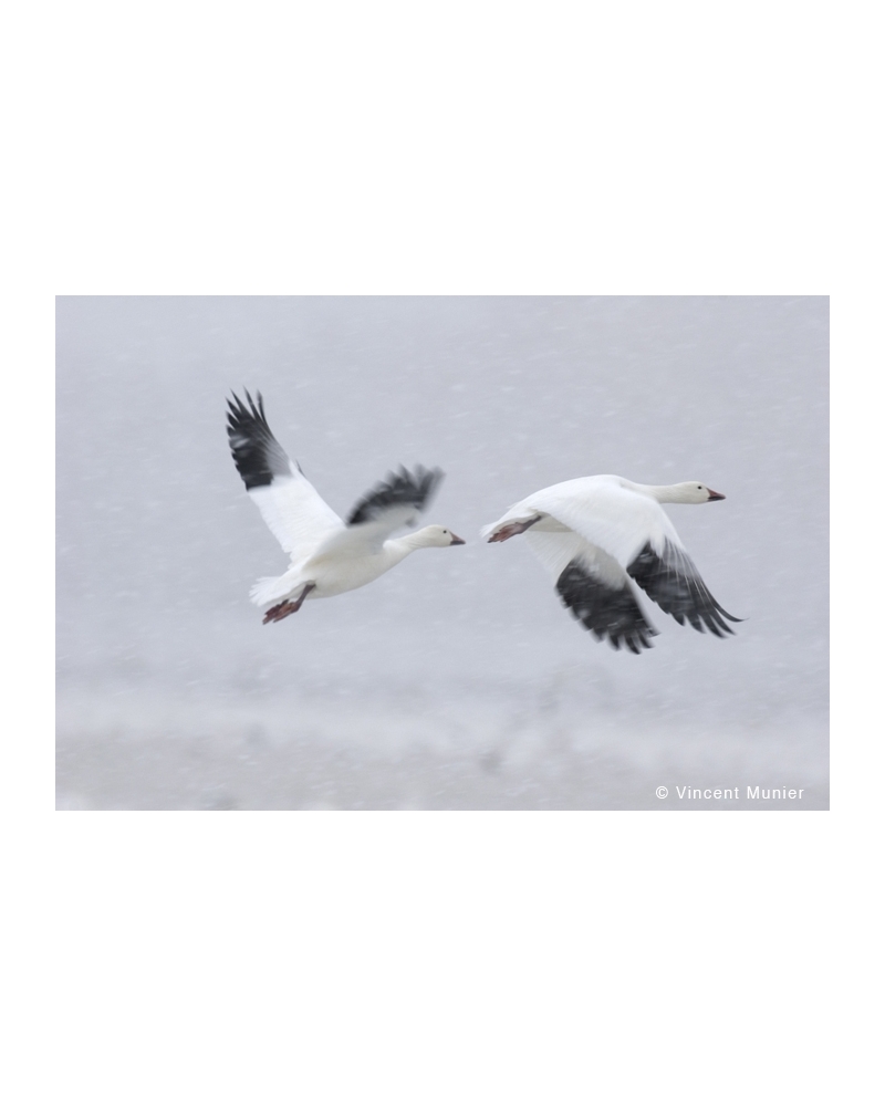 VMUS1311041650 Snow geese