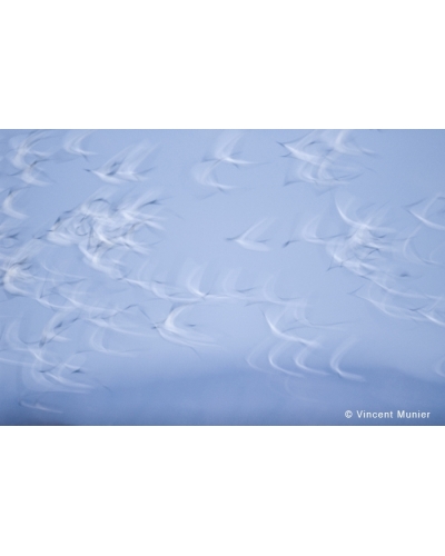 VMUS954 Snow geese