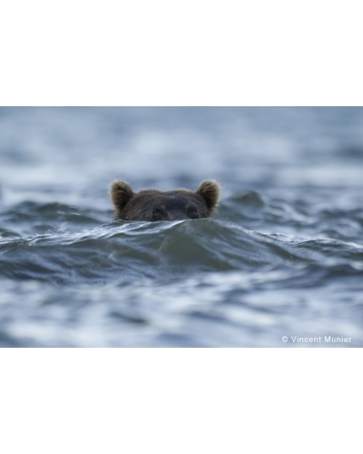 VMKA2991 Bear swim