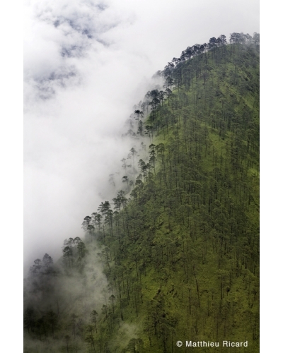 MR3582 Forest in Nepal