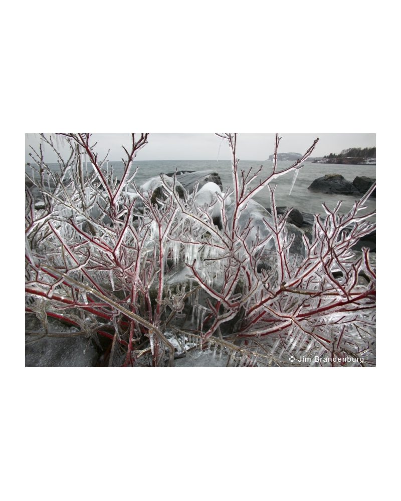 NW705 Ice on red osier dogwood