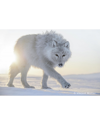 VMAR98 White wolf