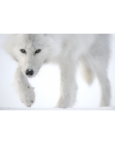 VMEL White wolf facing close-up