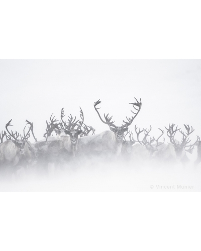 VMKA41017 Reindeer herd, fog