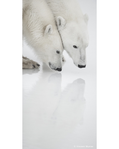 VMSOV17 Polar bears, Canada.