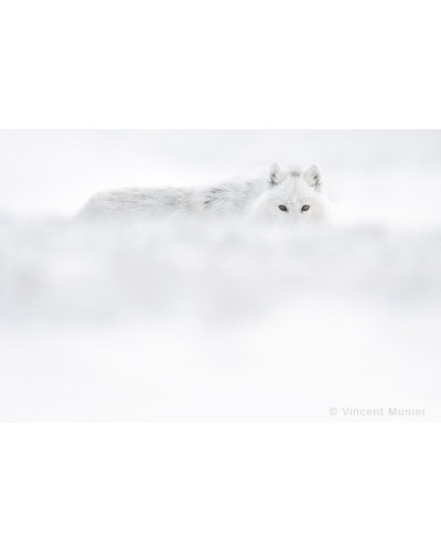 VMAR55 White wolf