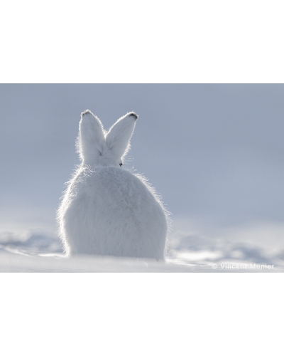 VMAR105 Arctic hare