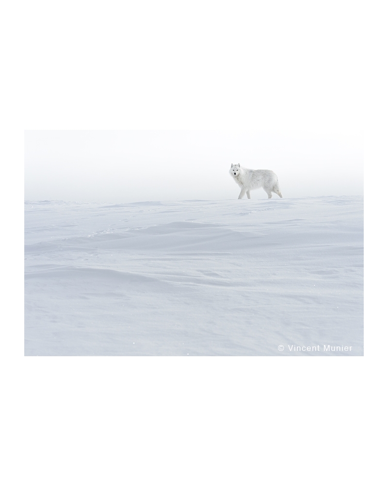 VMAR121 White wolf