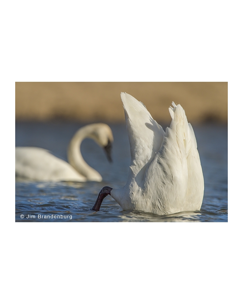 JBS33 Trumpeter swan dipping