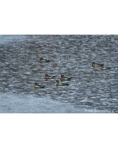 JBS36 Wood ducks in rain