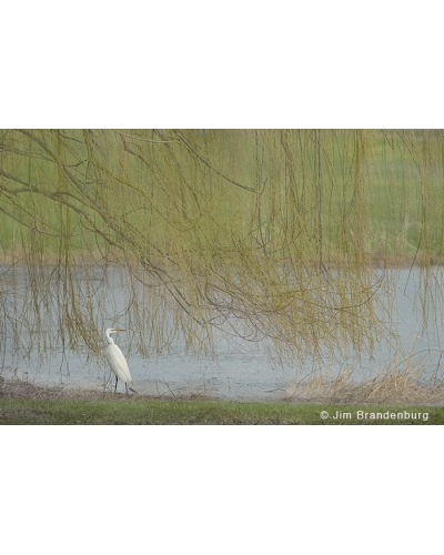 JBS39 Egret willows in rain
