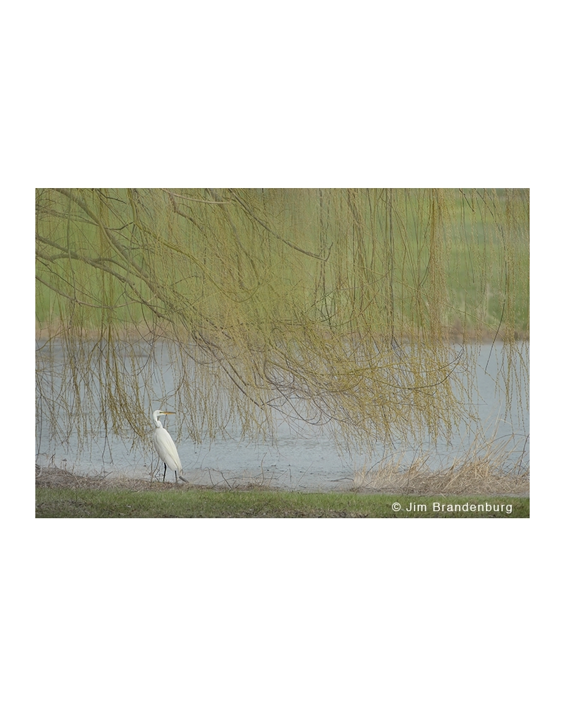 JBS39 Egret willows in rain