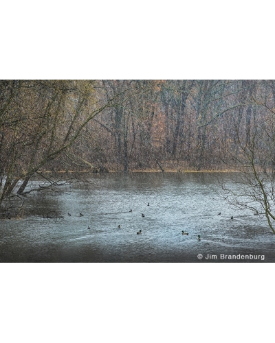 JBS41 Snow on pond and wood ducks